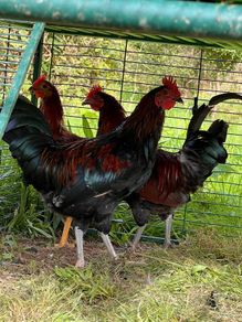 Roosters