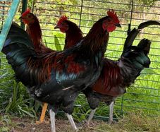 Roosters