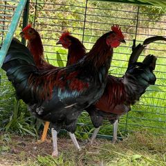 Roosters