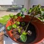 4 Chinese Money Plants including pot Image 3