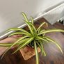 Spider plant house plant Image 3