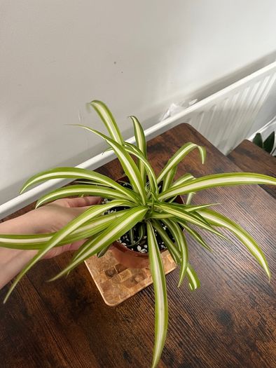 Spider plant house plant