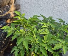 Tomato plants
