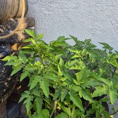 Tomato plants