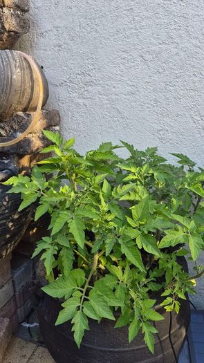 Tomato plants