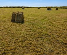 Top Quality Square Bales (Large Quantity) - 3.50