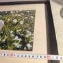 John lennon framed print watching the grass grow NIC 2010 limited edition 3 /500 42.5 x 33 cm. Image 5
