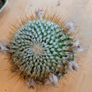 Beautiful Parodia Cactus Image 2