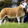 Texel ewe lambs & gimmers for sale privately Image 10