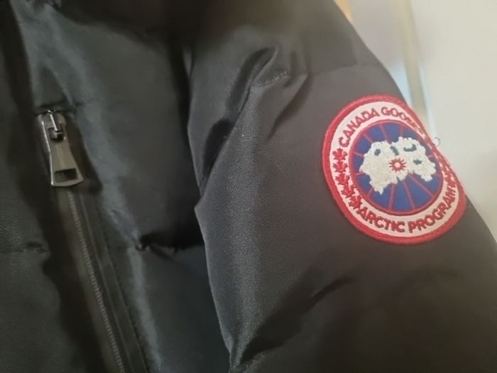 canada goose