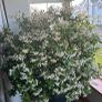 plant Image 2