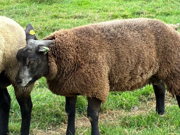 Blue TEXEL pedigree sheep