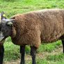 Blue TEXEL pedigree sheep Image 3