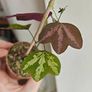 Passiflora trifascinata - rooted small plant Image 2
