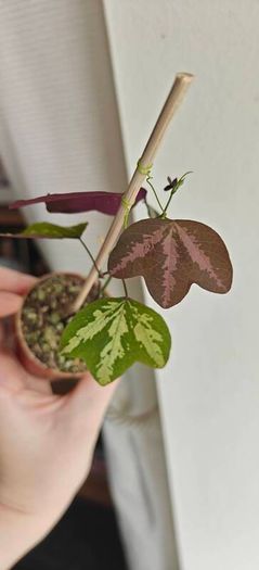 Passiflora trifascinata - rooted small plant