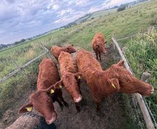 5 pbnr Saler excellent heifers to breed