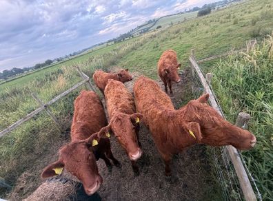 5 pbnr Saler excellent heifers to breed