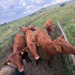 4 pbnr Saler excellent heifers to breed