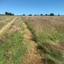 Round bales of hay (No fert, sprays or slurry ) Image 4