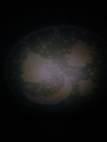 Night light projecting sheep/moon images