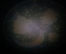 Night light projecting sheep/moon images