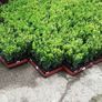 Box Hedging Image 10