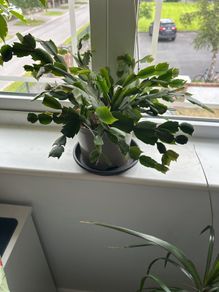 christmas cactus
