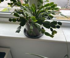christmas cactus