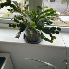 christmas cactus