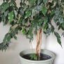 Multiple indoor plants available Image 5