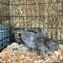 pekin bantams Image 10