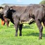 15 exceptional breeding heifers Tullamore mart 3rd Image 8