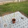 Plants - Purpletop Vervain Image 5