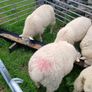 Galway sheep Image 7