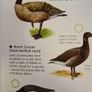 Sea & Freshwater. Birds. Usbourne Spotters Guide. With Internet Links. Beautiful Illustrated Book In Good Condition. Image 3