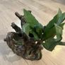Terrarium/Vivarium Decoration Image 5