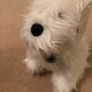 Next Westie Door Stop Image 3