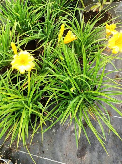 plants