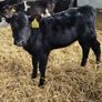 Calves Image 6