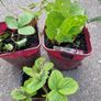 strawberries Image 2