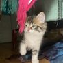 Kittens Image 4