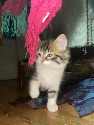 Kittens