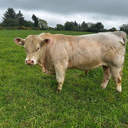 3 purebred registered charlaois bulls for sale