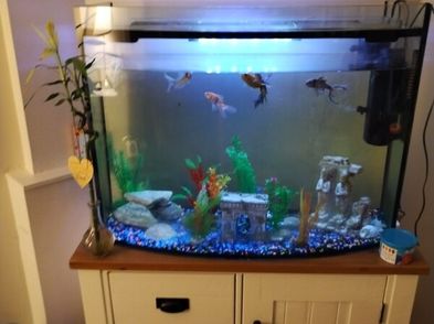 Beautiful view of Biggest Freshwater Aquarium Tank For Sale And Trade