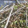 tree firewood Image 4