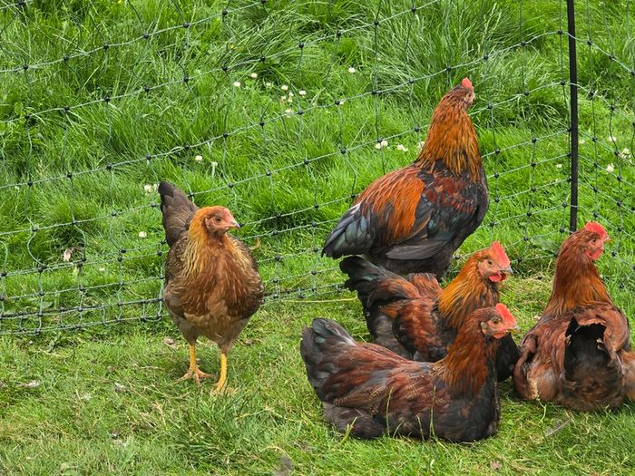 Welsummer rooster