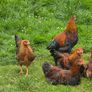 Welsummer rooster Image 3