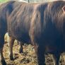 P b. Bulls Image 2