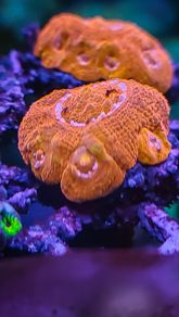 bowerbanki red