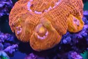 bowerbanki red